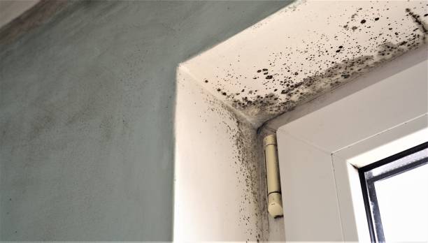 Professional Mold Removal in Sand Point, AK