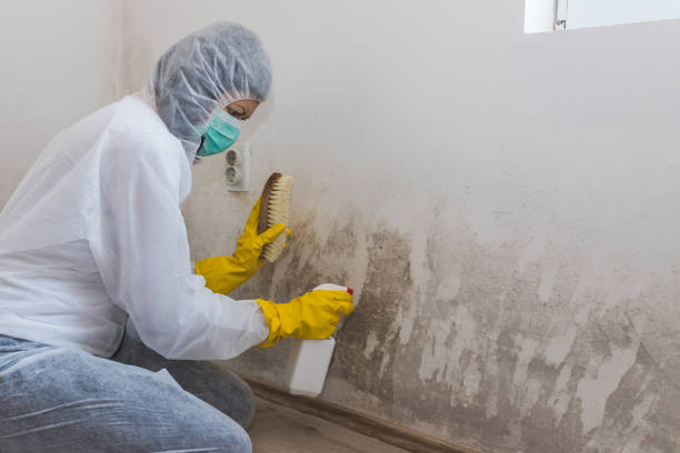 Best Dehumidification Services  in Sand Point, AK