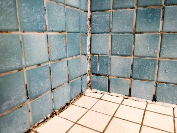 Best Comprehensive Air Testing for Mold Contaminants  in Sand Point, AK