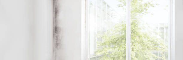 Best Industrial Mold Remediation  in Sand Point, AK