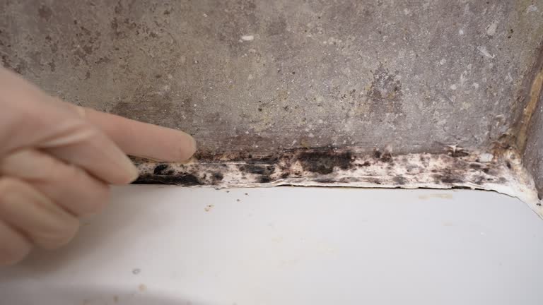 Best Industrial Mold Remediation  in Sand Point, AK