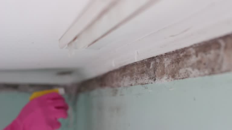 Mold Removal for HVAC Installations in Sand Point, AK
