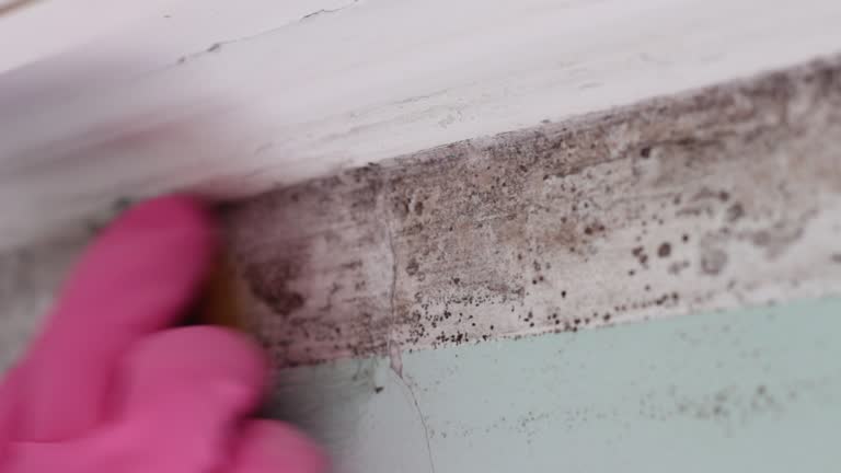 Best Asbestos and Lead Testing During Mold Inspection  in Sand Point, AK